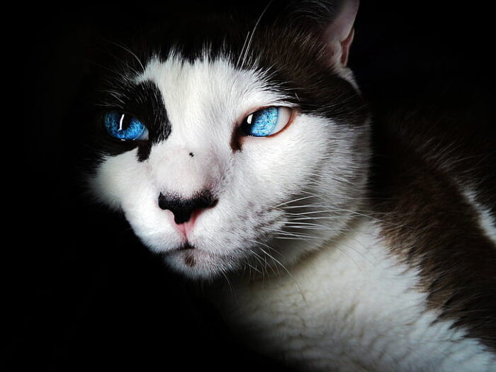 siamese-blue-eyes-cute-feline-preview